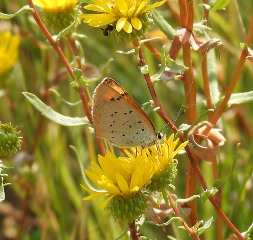 Purplish Copper