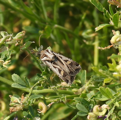 Dingy Cutworm Moth
