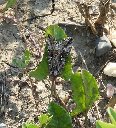Alfalfa Looper