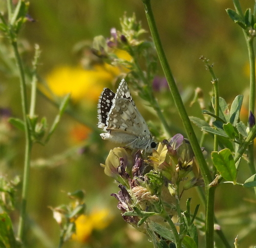 Common Checkered-Skipper