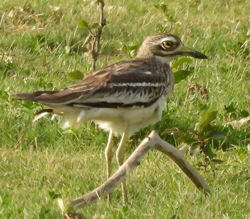 Indian Stone-curlew