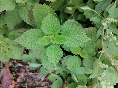 Black horehound