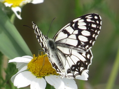 Melanargia ines