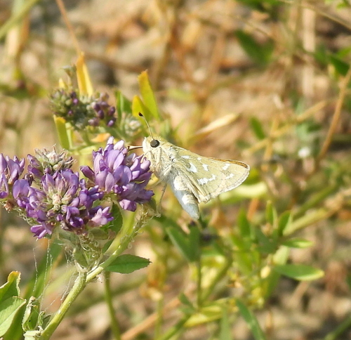 Plains Branded Skipper