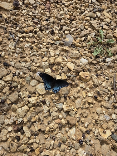 Red-spotted Admiral