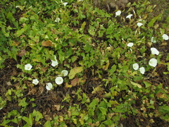 Calystegia macrostegia amplissima