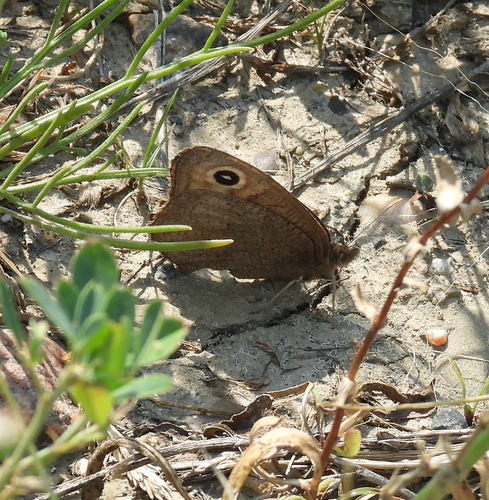 Common Wood-Nymph