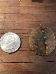 Terrapene carolina carolina