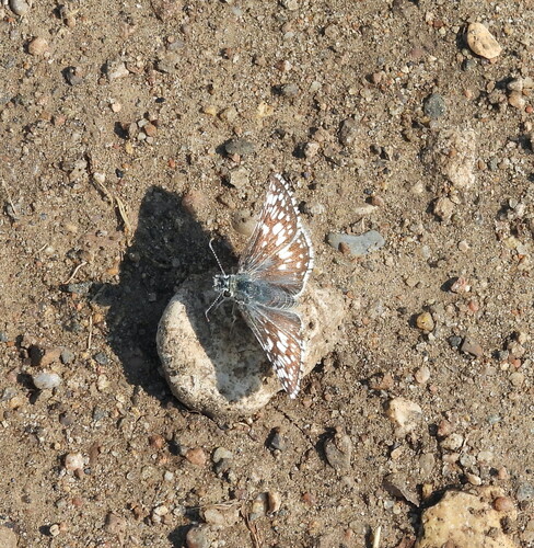 Common Checkered-Skipper