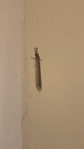 Creoleon lugdunensis