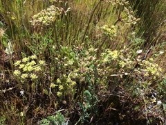 Lomatium dasycarpum