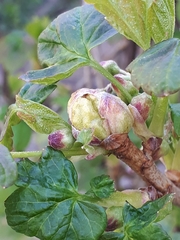 Cecidophyopsis ribis