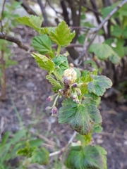 Cecidophyopsis ribis