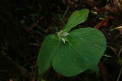 Trillium tschonoskii