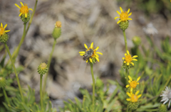 Haplopappus integerrimus