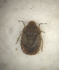 Sciocoris