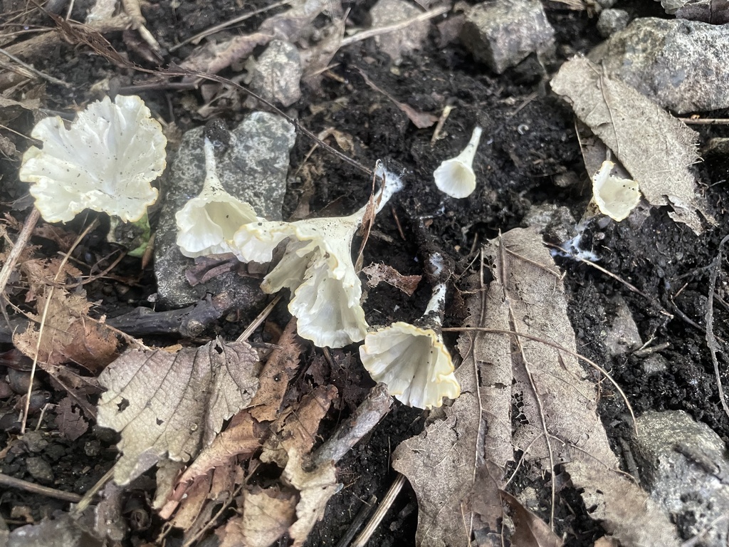 White Fan Fungus · August 2026 · photo: Photo: (c) Mical, some rights reserved (CC BY) · iNaturalist