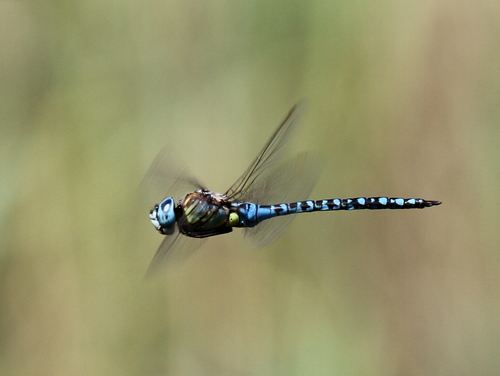 Southern Migrant Hawker, 6024 Budel-Dorplein, Netherlands, photo 8 of 10