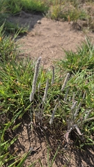 Plantago patagonica, photograph (c) Carter Ertel, some rights reserved (CC BY)
