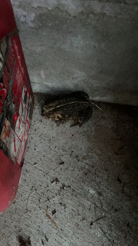 American Toad