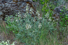 Lupinus sulphureus