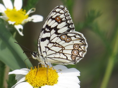 Melanargia ines