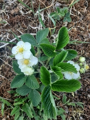Fragaria viridis