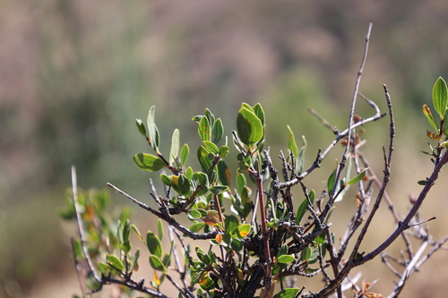 Guindilia trinervis