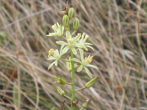 Ornithogalum pyrenaicum, photograph 2