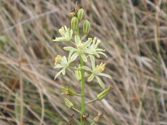 Ornithogalum pyrenaicum, photograph (c) zebedeugalinha, some rights reserved (CC BY)