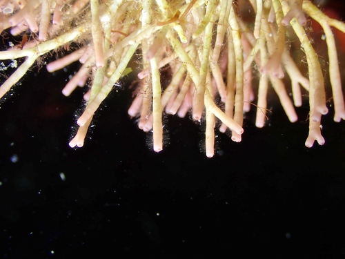 Tricleocarpa observed 2026-08-22