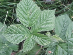 Rubus fruticosus