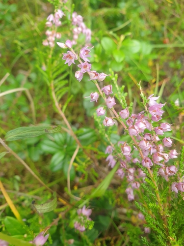 common heather