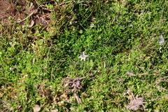 (c) Grzegorz Grzejszczak, some rights reserved (CC BY-SA) Lobelia oligophylla, photograph (c) Grzegorz Grzejszczak, some rights reserved (CC BY-SA)