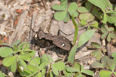 Cicindelina