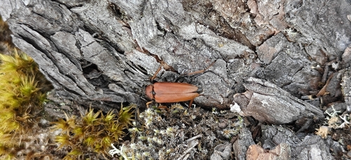 Red Pine Longhorn Beetle