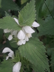 Lamium album
