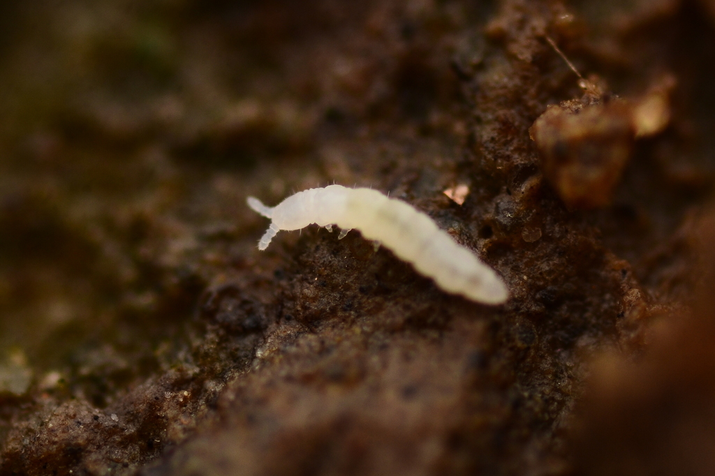 Metaphorura affinis