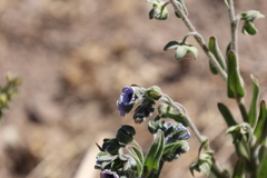 Cynoglossum creticum, photograph (c) Grzegorz Grzejszczak, some rights reserved (CC BY-SA)