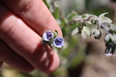 Cynoglossum creticum, photograph (c) Grzegorz Grzejszczak, some rights reserved (CC BY-SA)