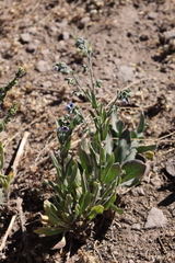 Cynoglossum creticum, photograph (c) Grzegorz Grzejszczak, some rights reserved (CC BY-SA)