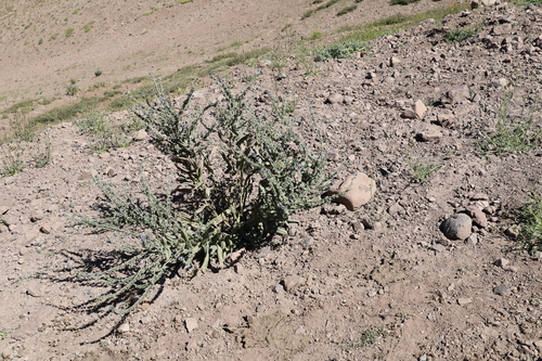 Cynoglossum creticum, photograph 1