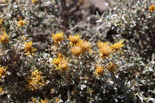 Chuquiraga oppositifolia, photograph 3