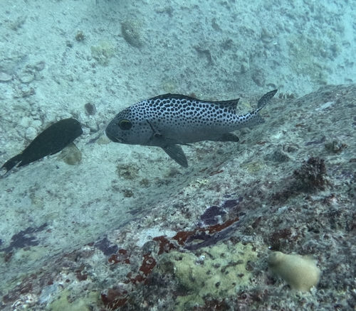 Plectorhinchus picus observed 2026-08-13