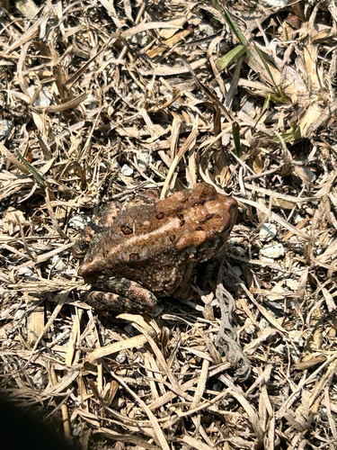 Southern Toad