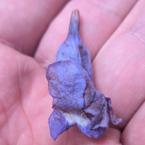 Jacaranda copaia (Jacaranda copaia)