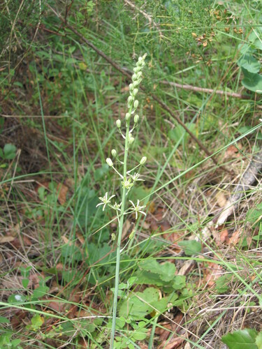 Ornithogalum pyrenaicum, photograph 1