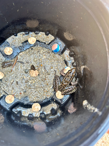 Southern Leopard Frog