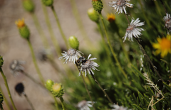 Haplopappus integerrimus