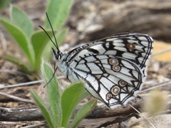 Melanargia ines